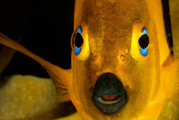 cozumel mexico yellow fish