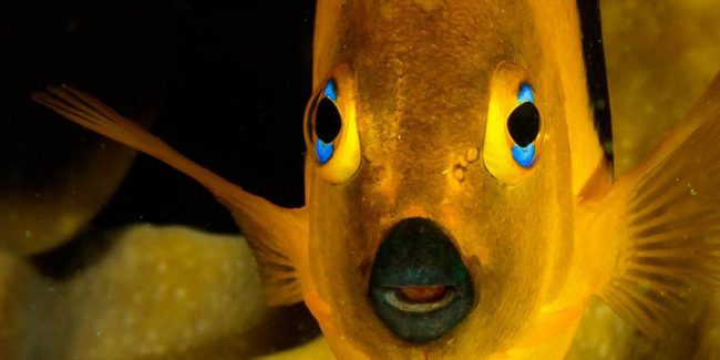 cozumel mexico yellow fish