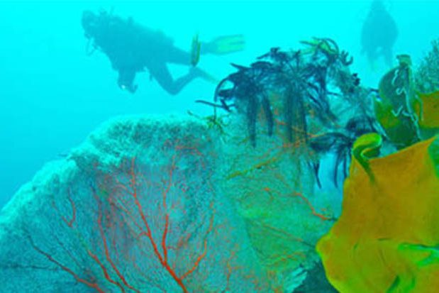 Reefs Cozumel Mexico