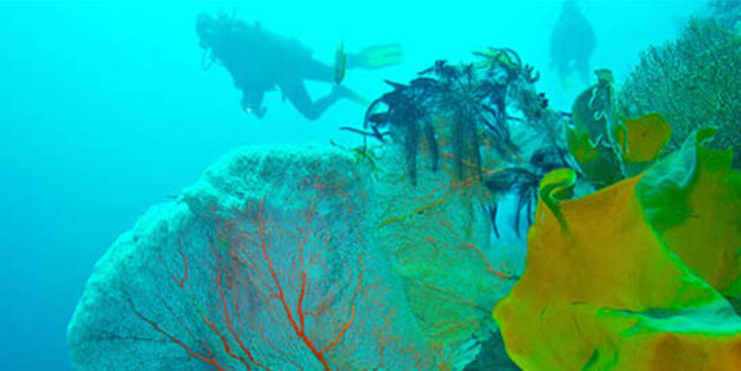 Reefs Cozumel Mexico Reefs Cozumel Mexico