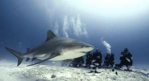 Bull Shark Dive