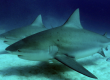 Bull Shark Riviera Maya