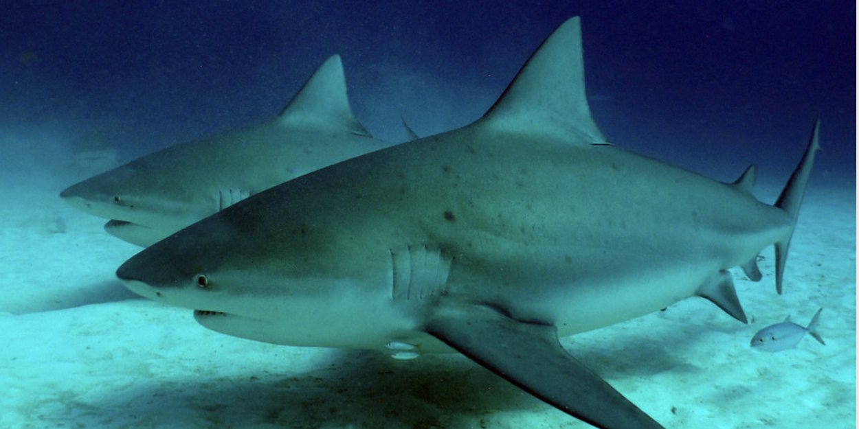 Bull Shark Riviera Maya Bull Shark Riviera Maya