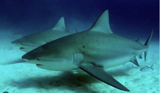 Bull Shark Riviera Maya Bull Shark Riviera Maya