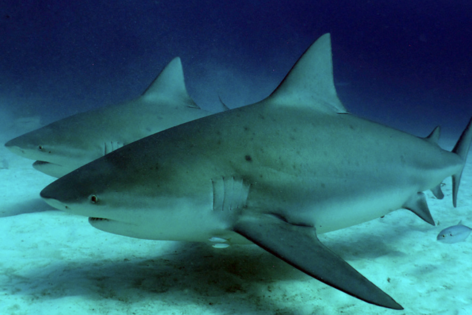 Bull Shark Riviera Maya