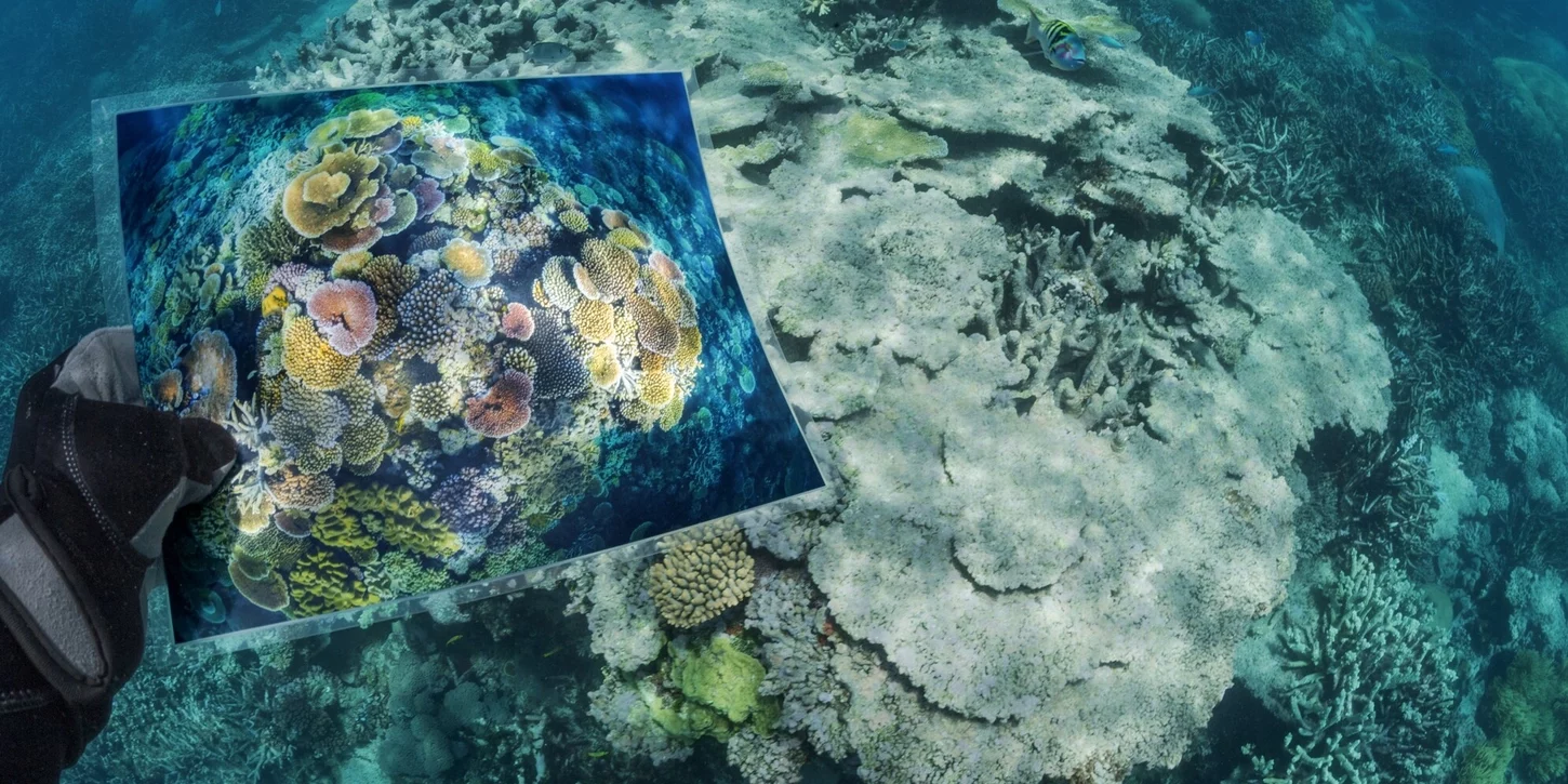 Coral Reef Coral Reef