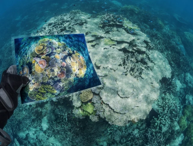 Coral Reef Coral Reef