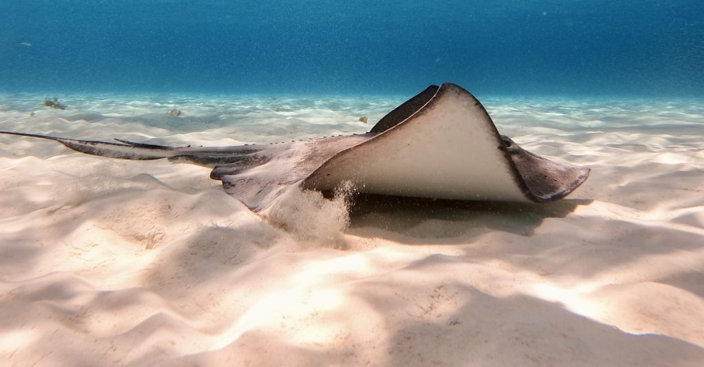 Stingray resting on the sand