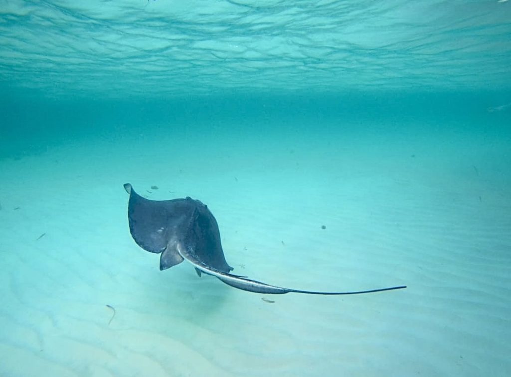 Stingray gliding over the sandy bottom