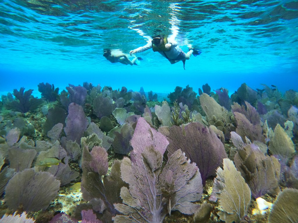 Snorkeler over colorful coral gardens