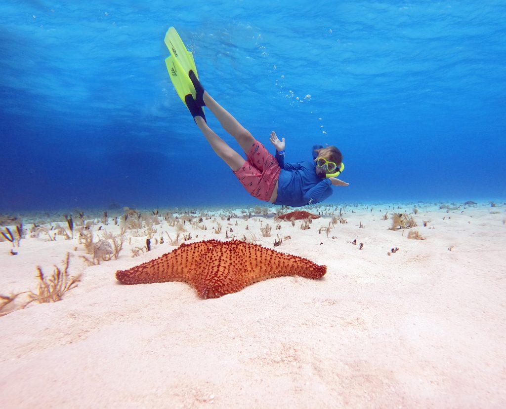 Snorkeler discovering a starfish