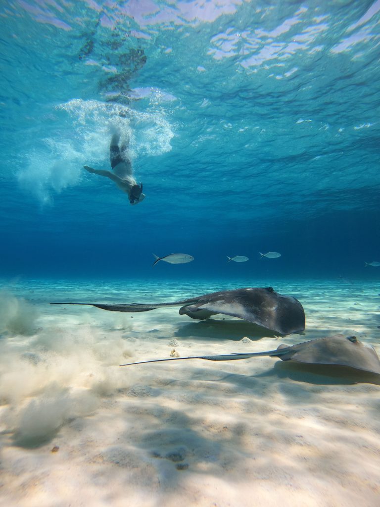 Stingray swimming near a snorkeler