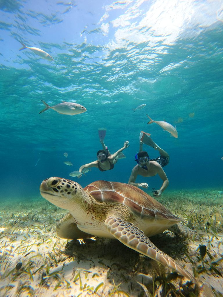 Sea turtle and snorkelers on a Cozumel reef