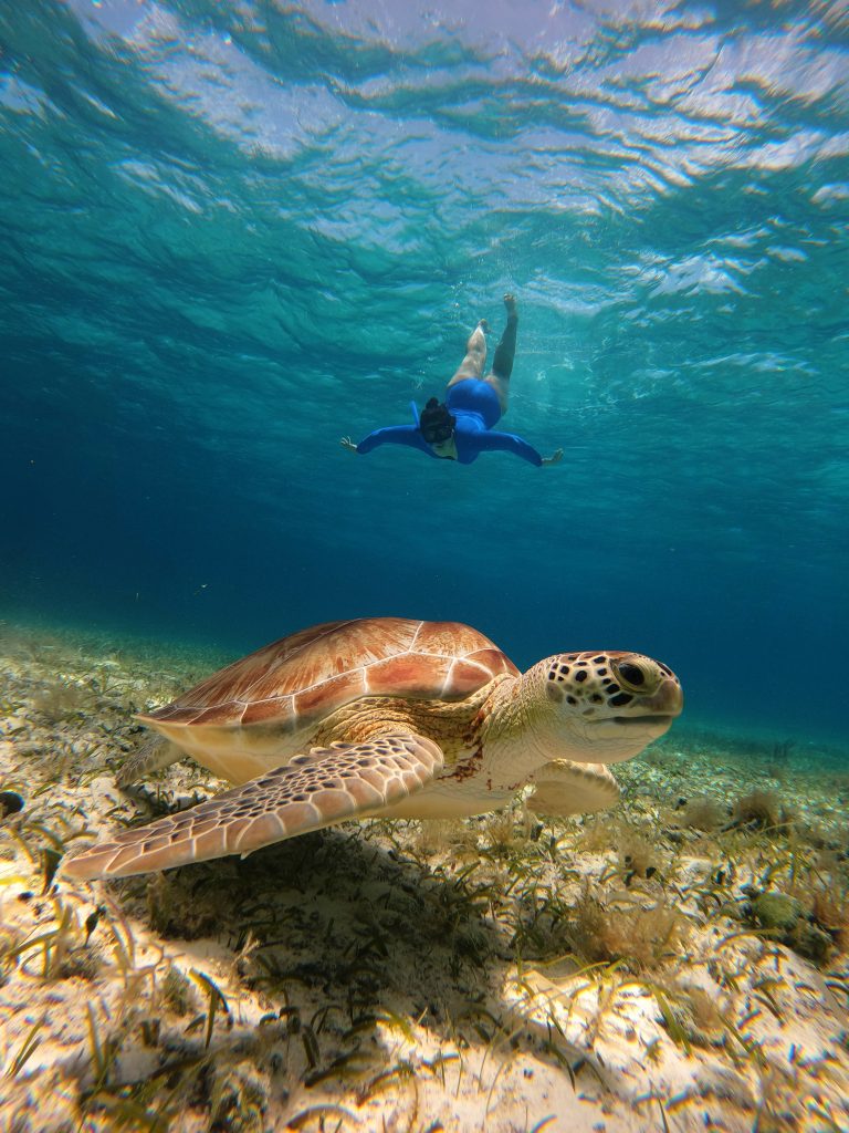 Snorkeler watching a sea turtle