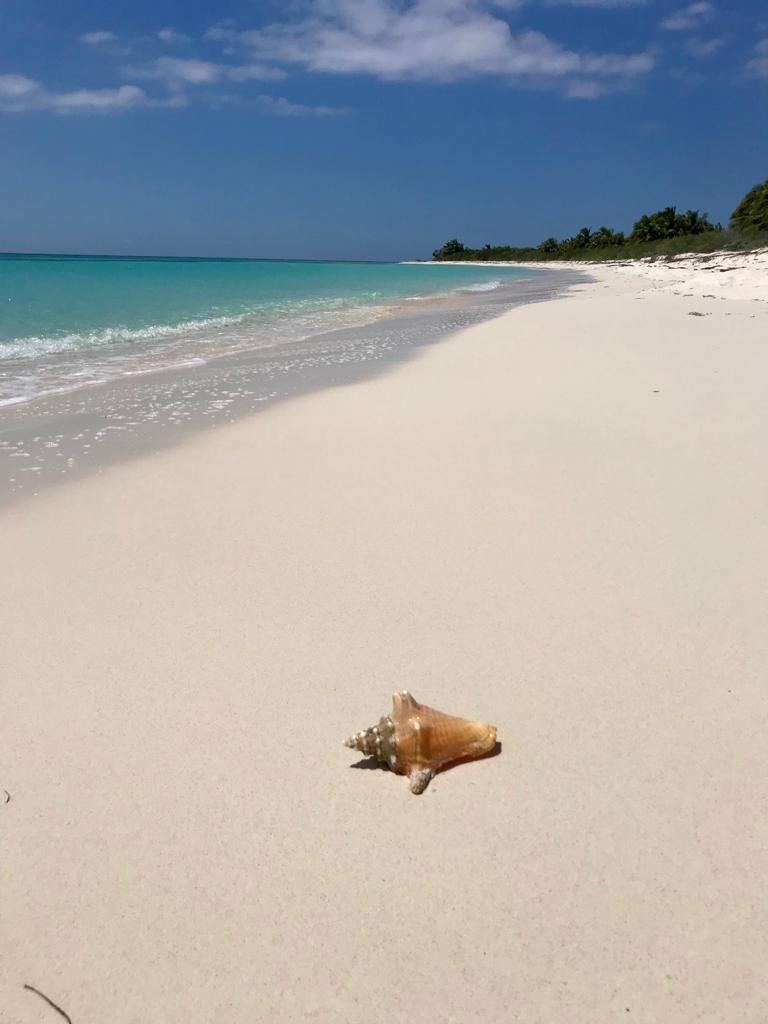 Empty white-sand beach with a conch shell on the south of Cozumel