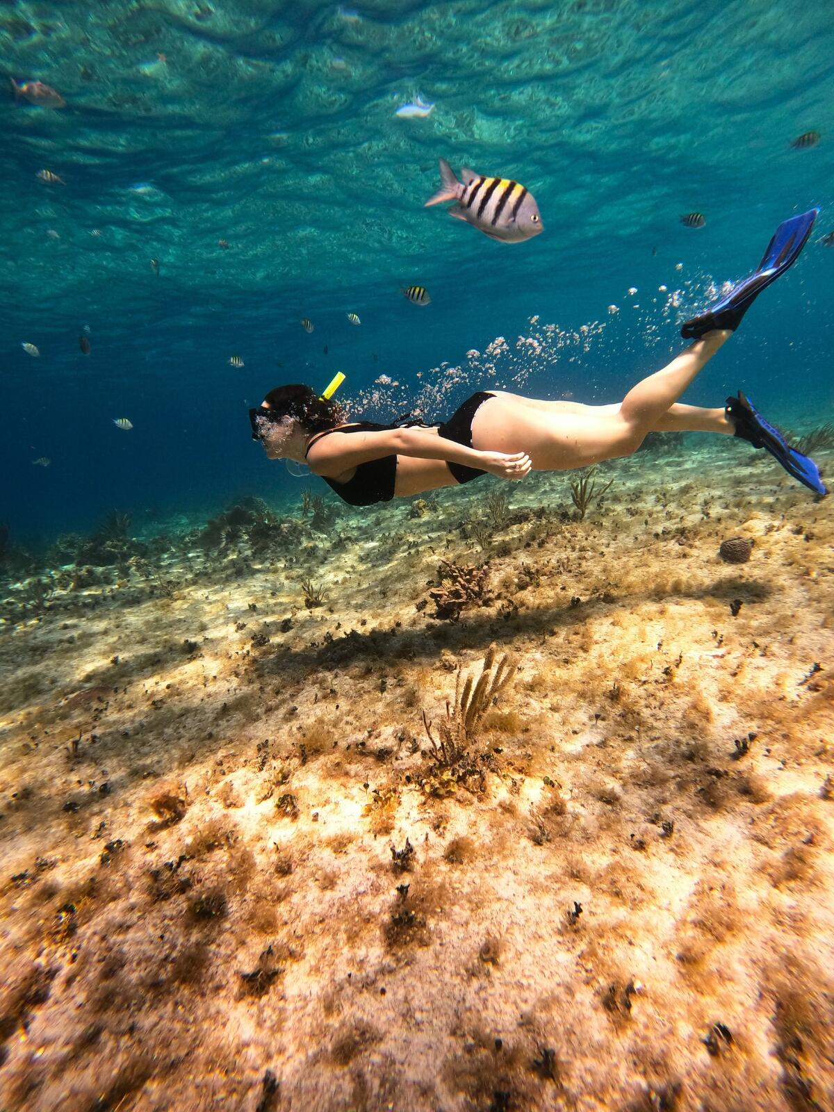 Snorkeler swimming among tropical fish over the reef in Cozumel