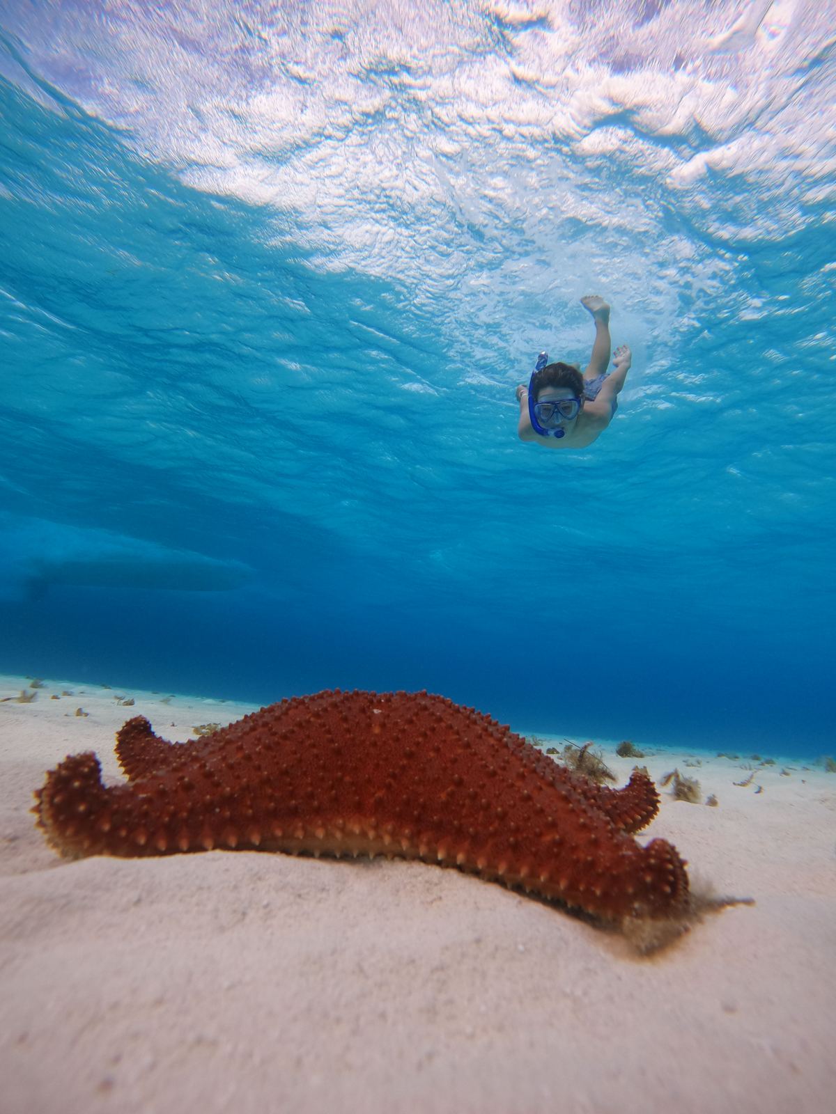 Snorkeler swimming above a red starfish at El Cielo